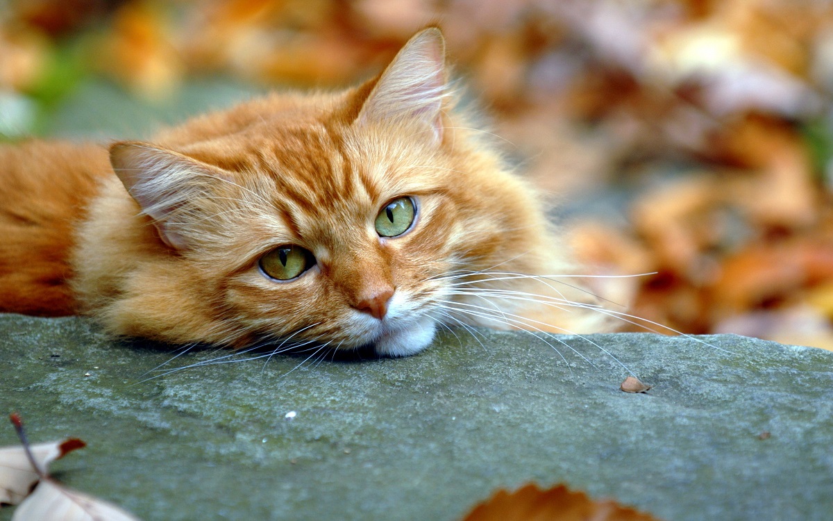 Červená mačka na jeseň