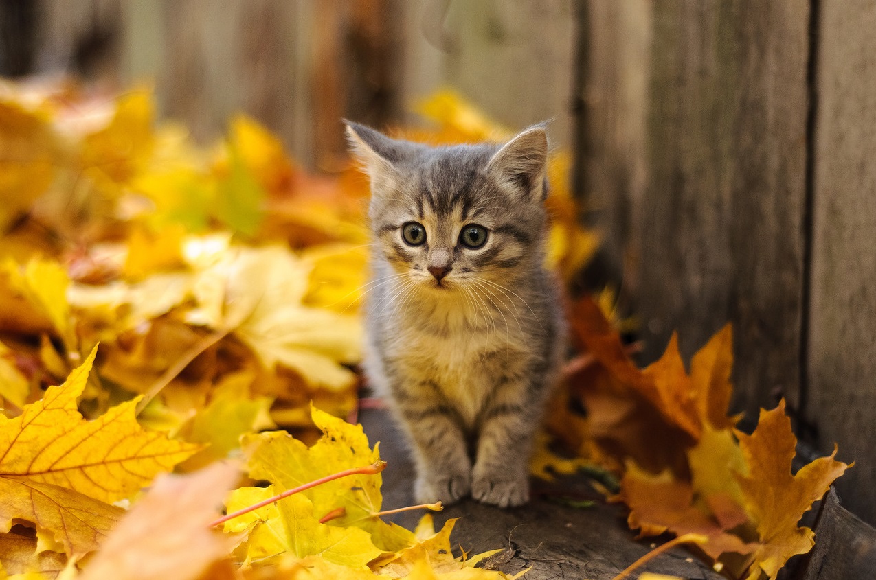 Foto gatito en el otoño