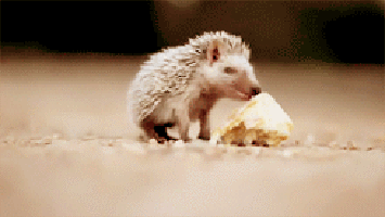 GIF ang mga nakakatawang hedgehog
