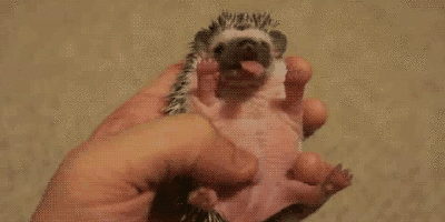 ภาพ GIF ตลก hedgehogs