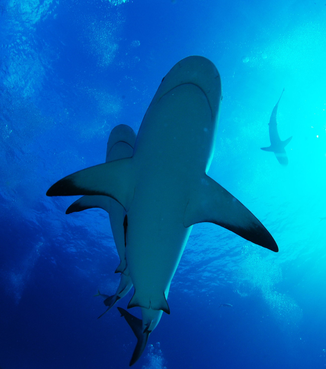 鲨鱼，底部视图。在巴哈马地区拍的照片