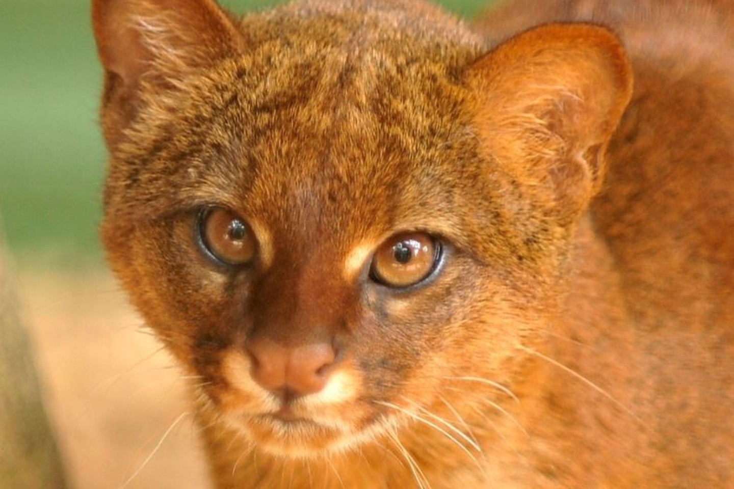 Photo of a beautiful jaguarundi look