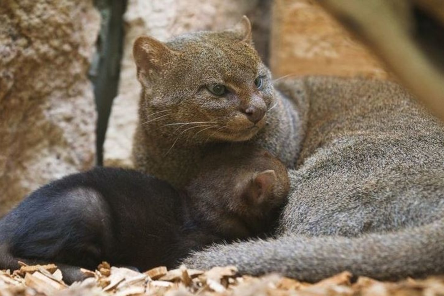 Jaguarundi με ένα μωρό στο ζωολογικό κήπο της Πράγας