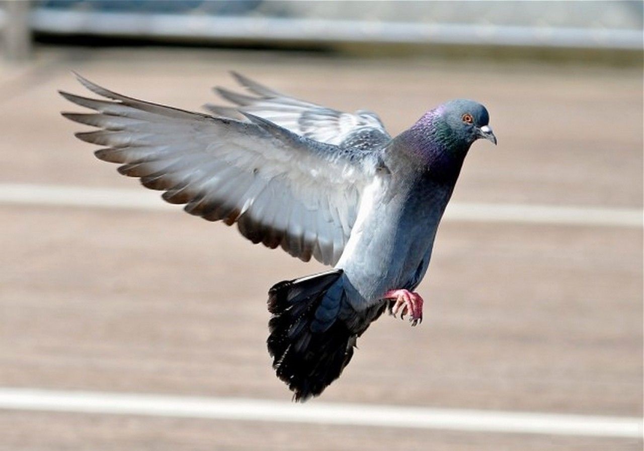 Pigeon ფოტო