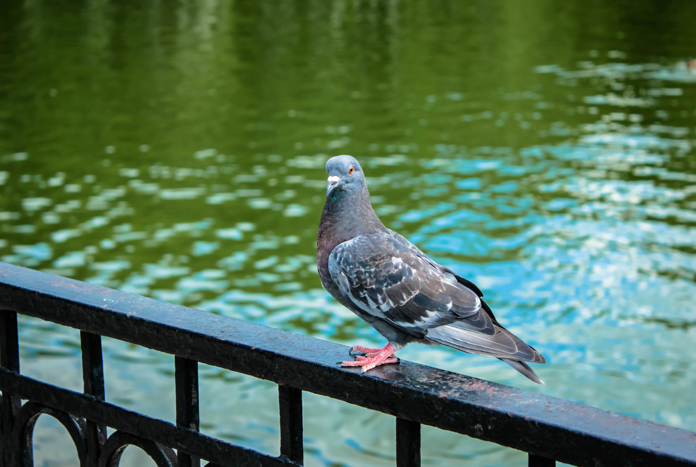 Dove: foto në park