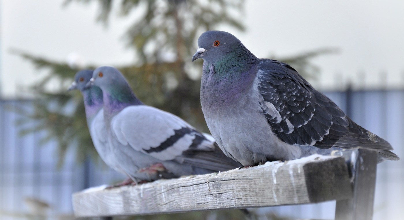 Photos of pigeons