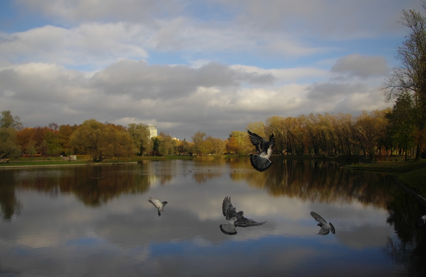 Photo: landscape with pigeons