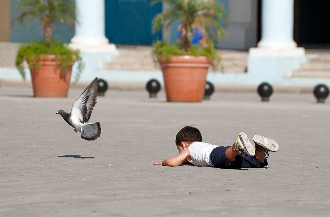 Photo: pigeon escaped from the boy