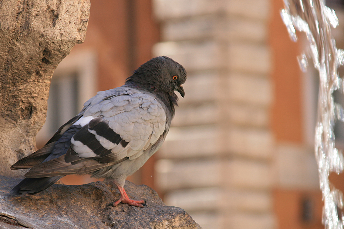 Photo of a pigeon in Rome