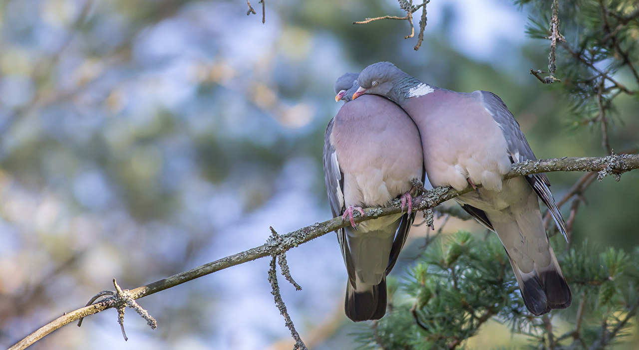 Снимка: любов и гълъби