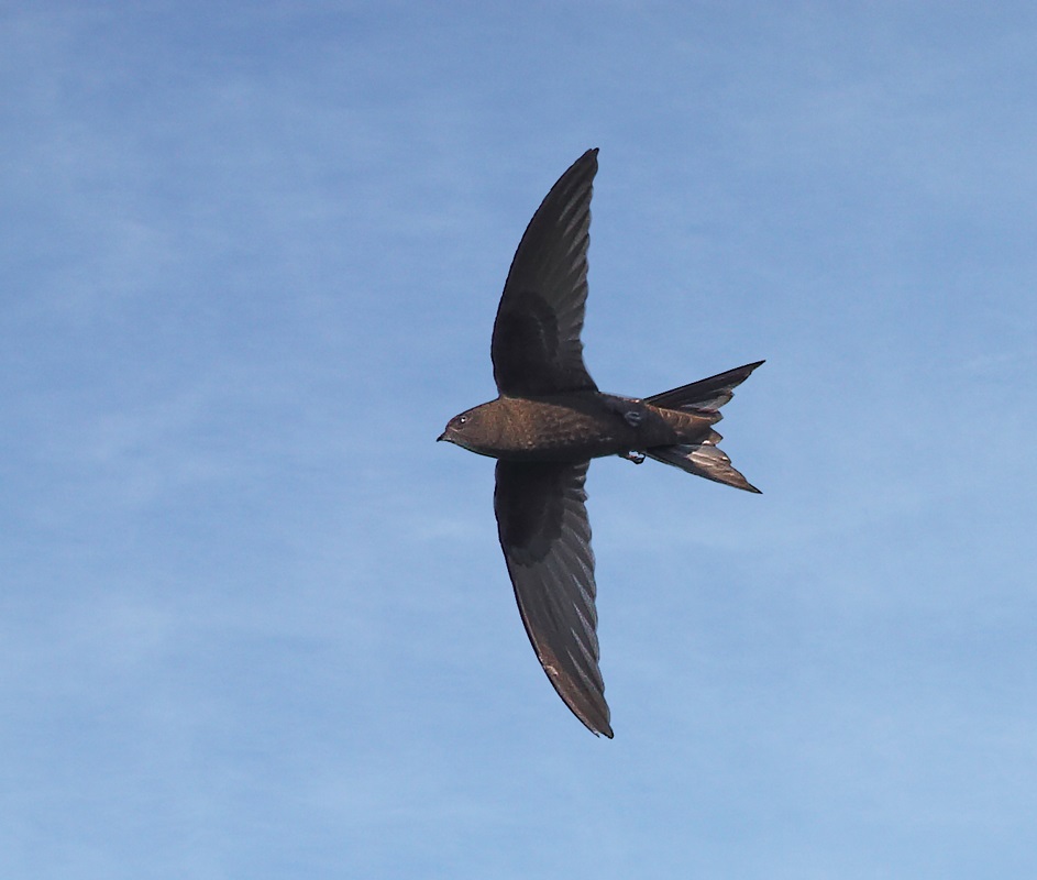 Black swift in flight