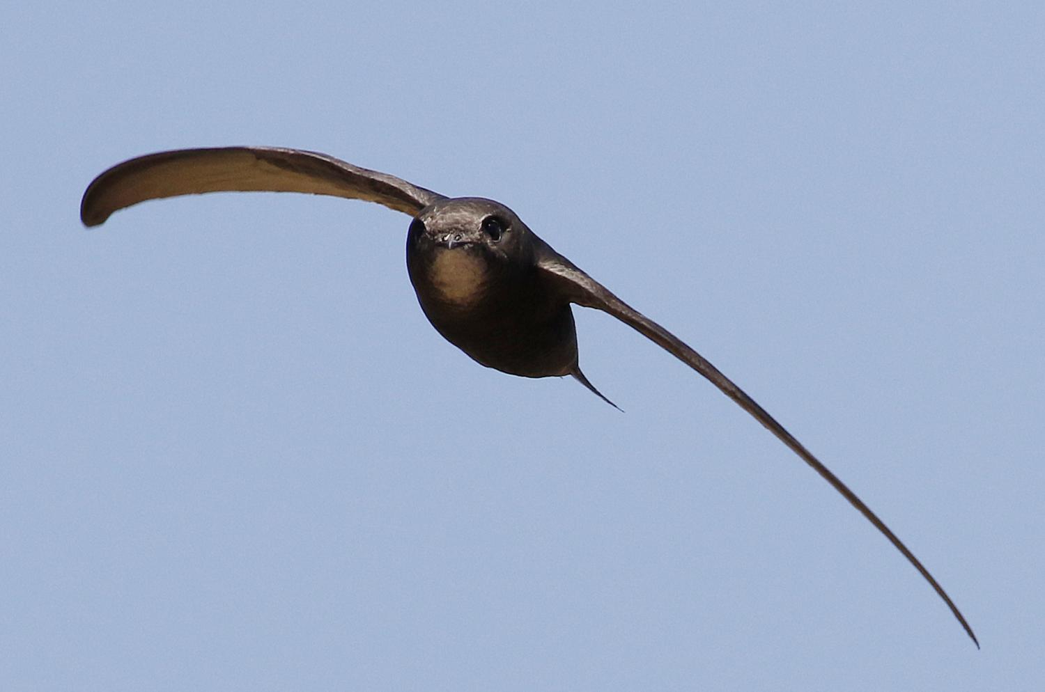 Swift, lidojumu fotogrāfijas no putniem