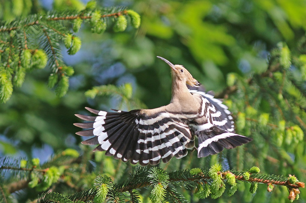 Hoopoe takes off with spruce
