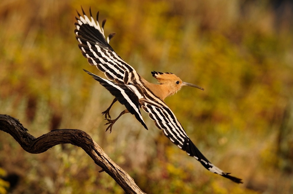 Hoopoe takes off from the tree