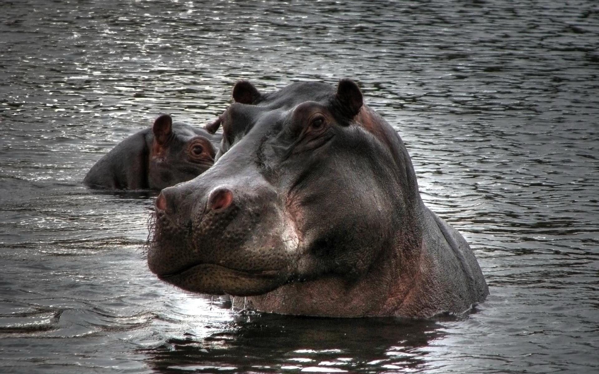 Hippos ในน้ำ