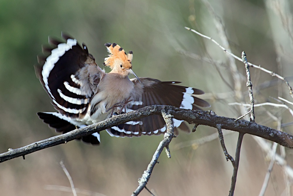 Hoopoe sits on a tree branch