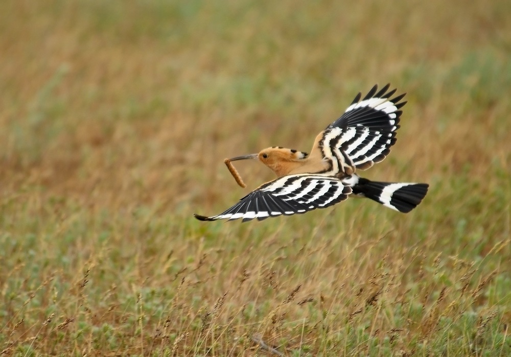 Hoopoe flying with a tracked caterpillar