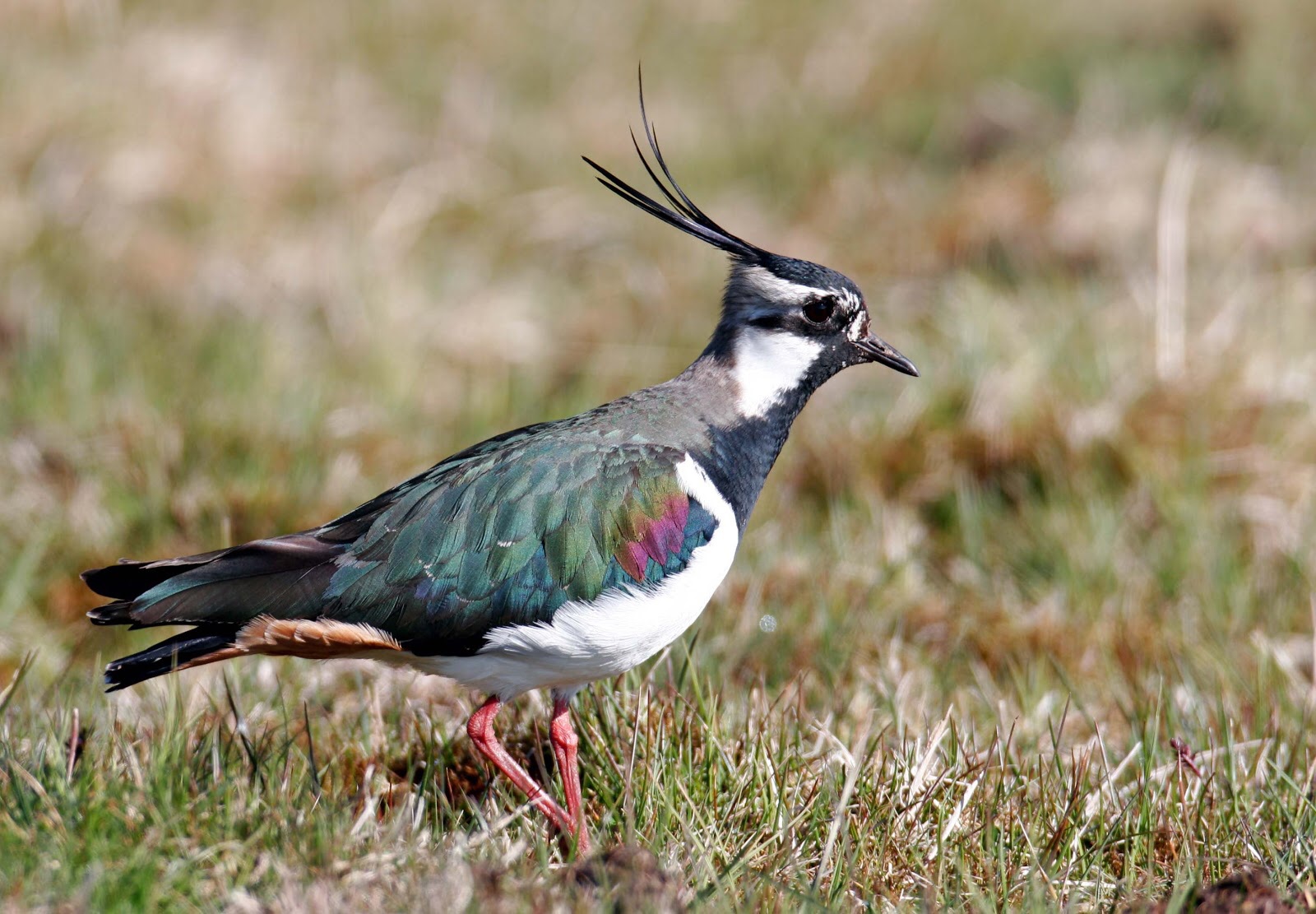 Lapwing looking for food