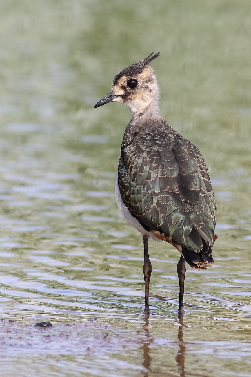 Young lapwing