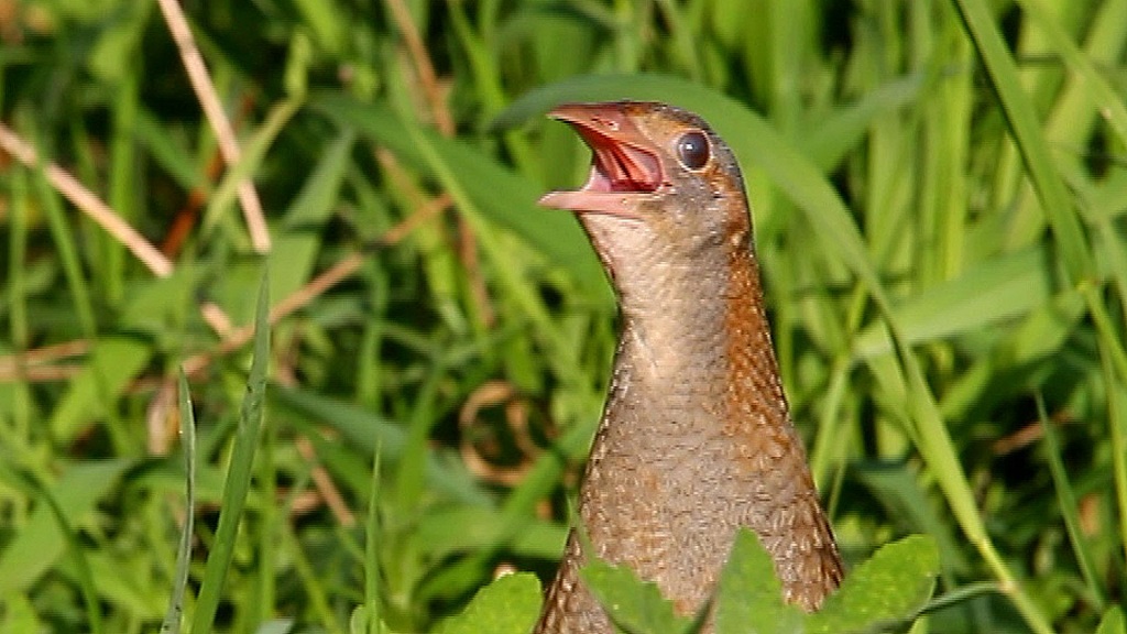Crake: photo of bird's head