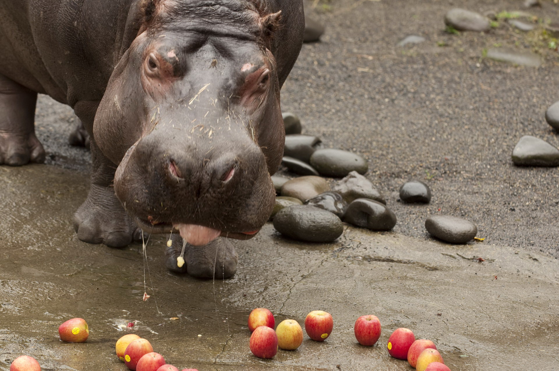 Hippo ในสวนสัตว์