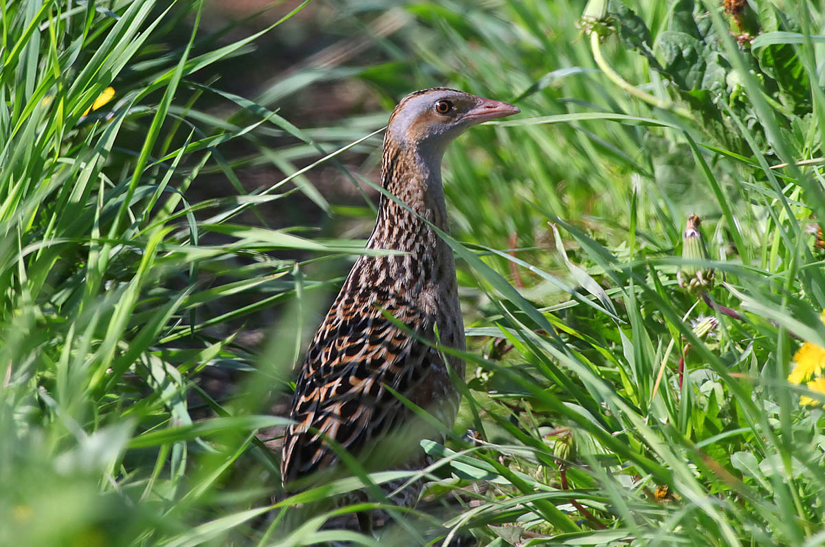 Crake in the grass thickets