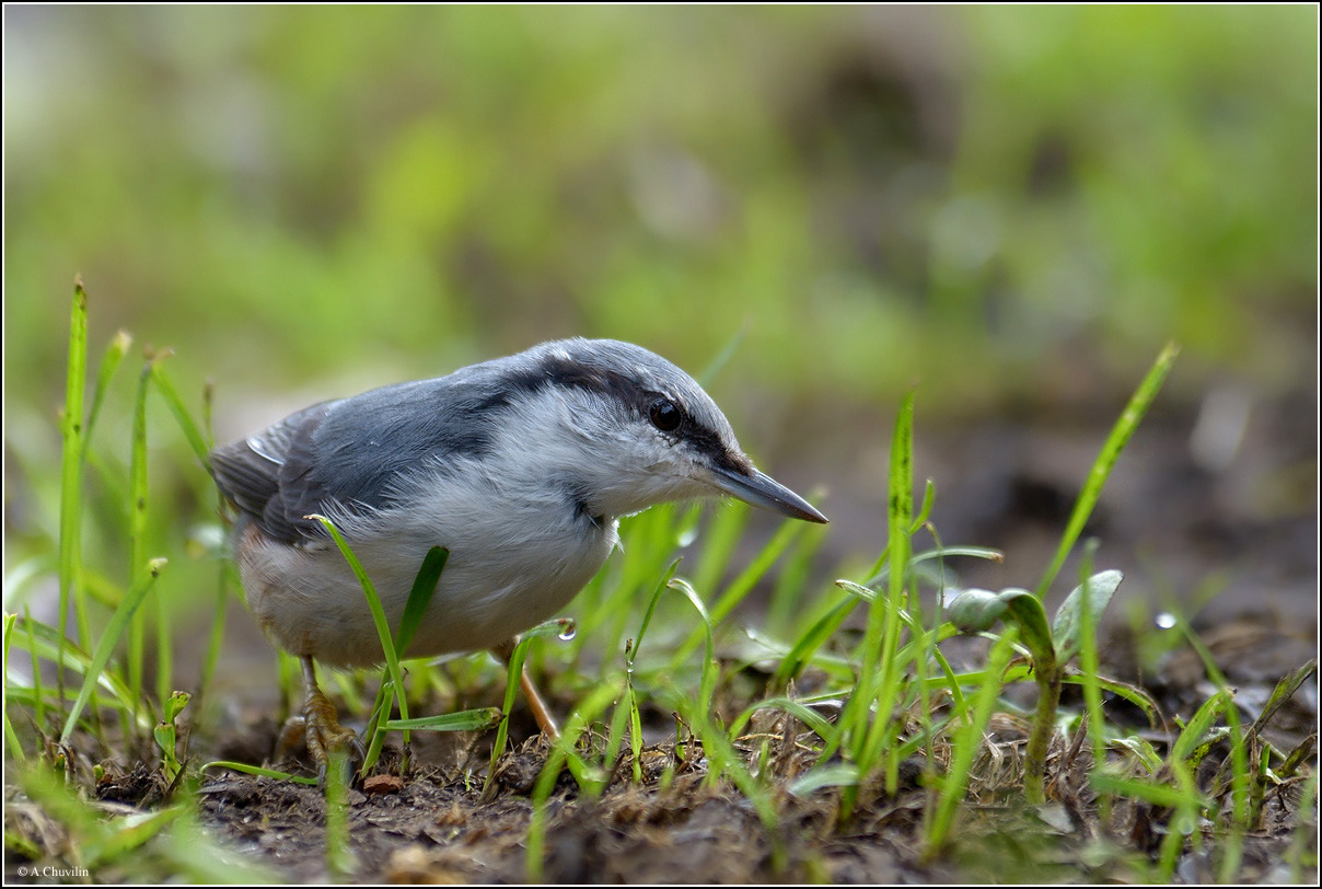 Nuthatch in the grass looking for food
