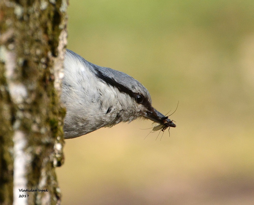 Nuthatch dad provides spouse feed