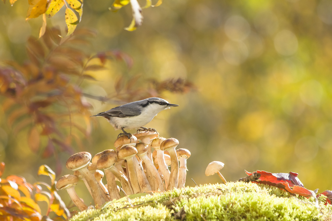 Nuthatch poses on mushrooms