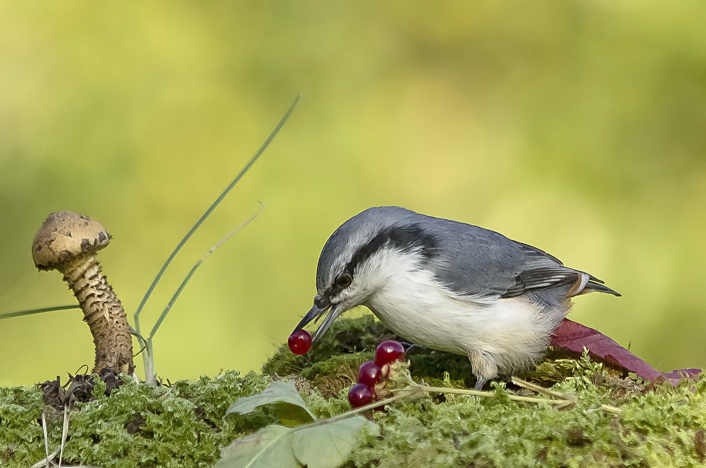 Nuthatch and a treat from the photographer