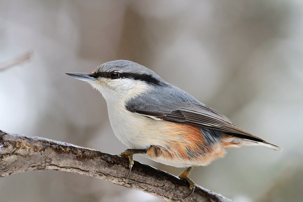Nuthatch on a branch