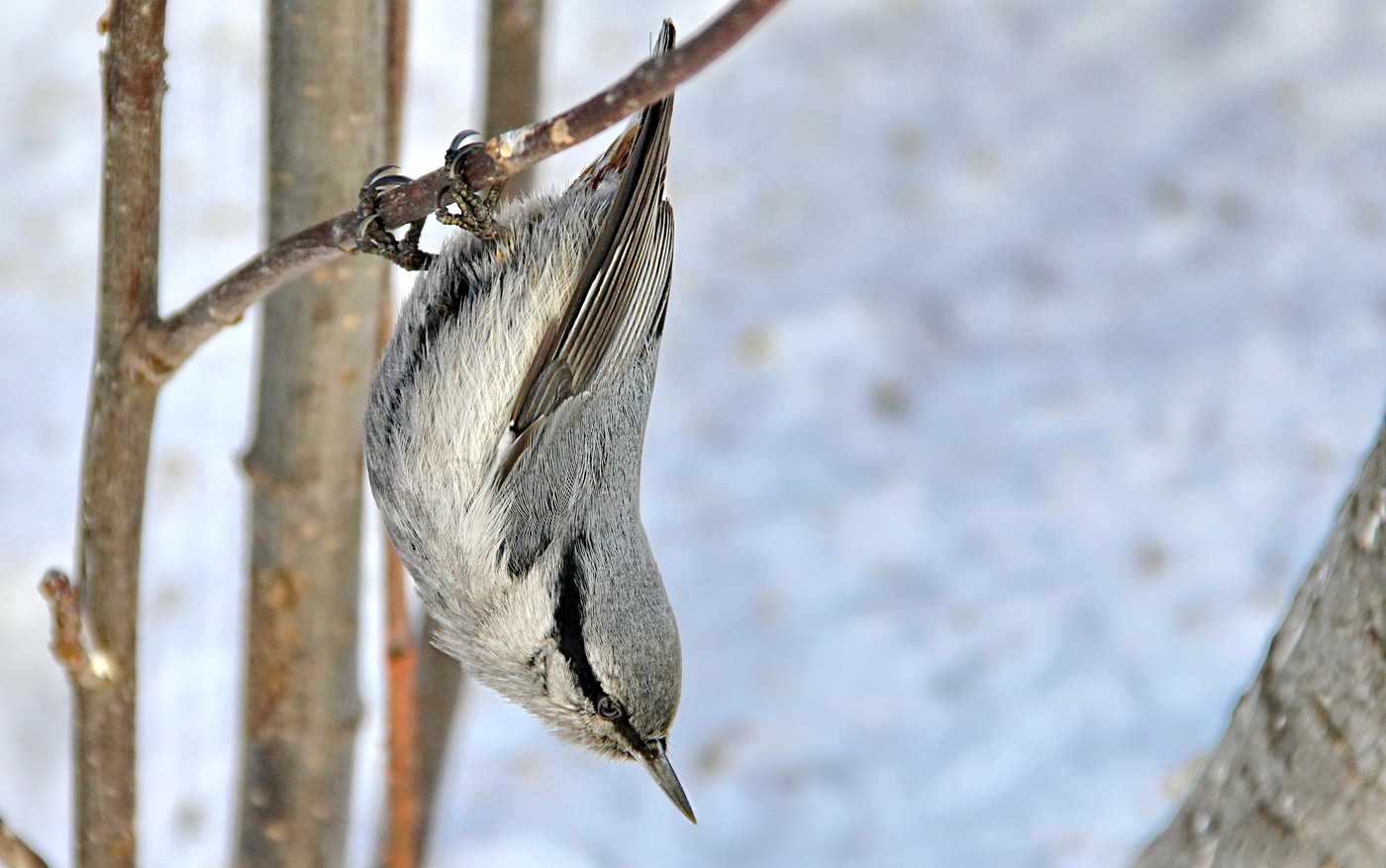 Nuthatch hung on a branch