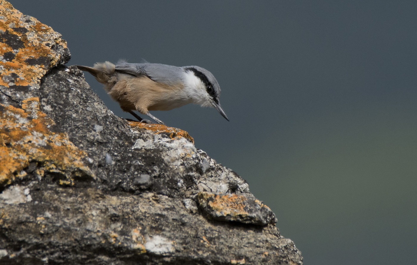 Young rocky nuthatch