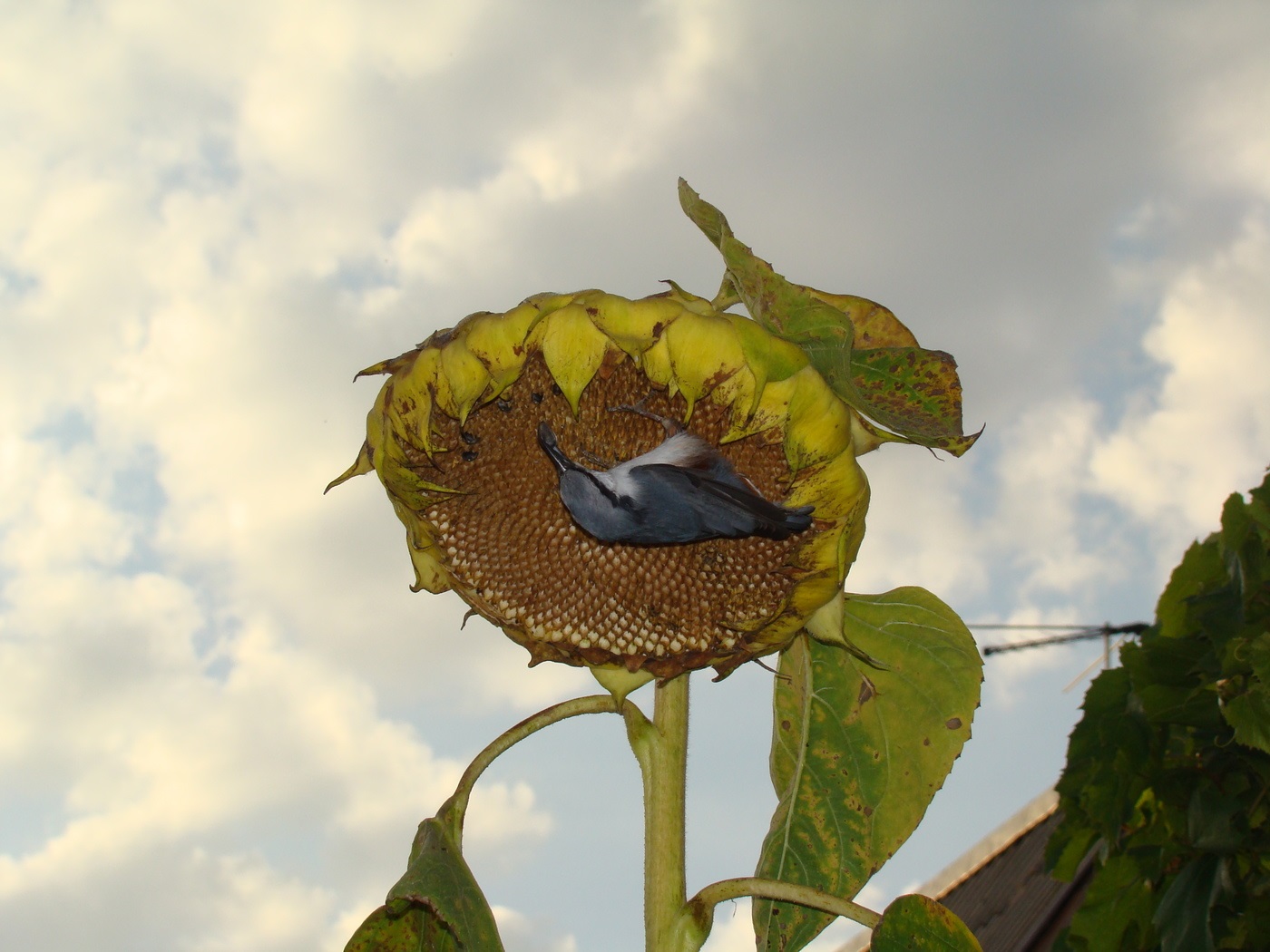 Sunflower nuthatch