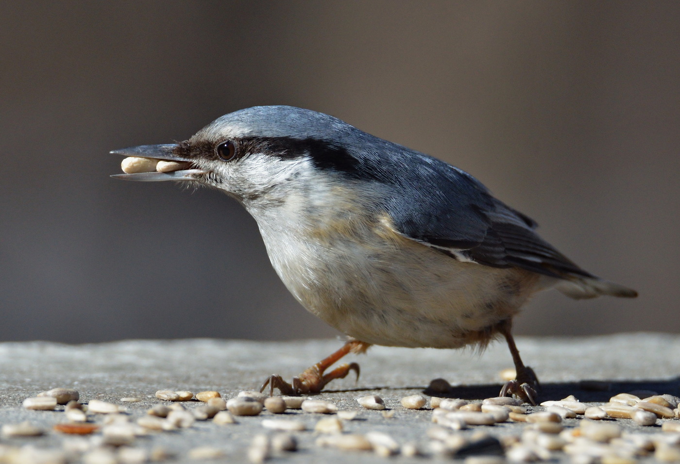 Nuthatch in the feeder collects grain