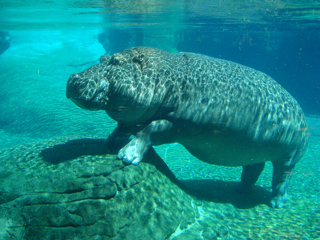 Hippo pod vodo
