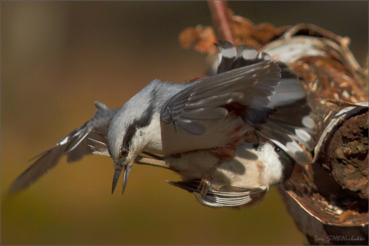Fights without rules on the feeder: nuthatch against the tit