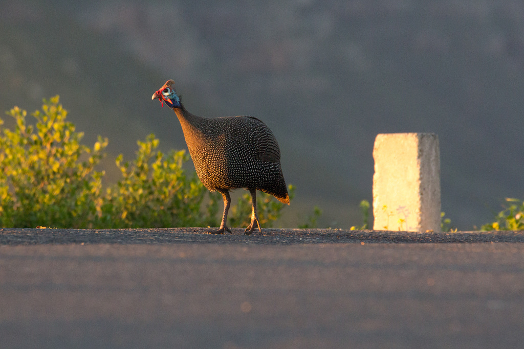 Wild guinea fowl on the side of the road in Africa