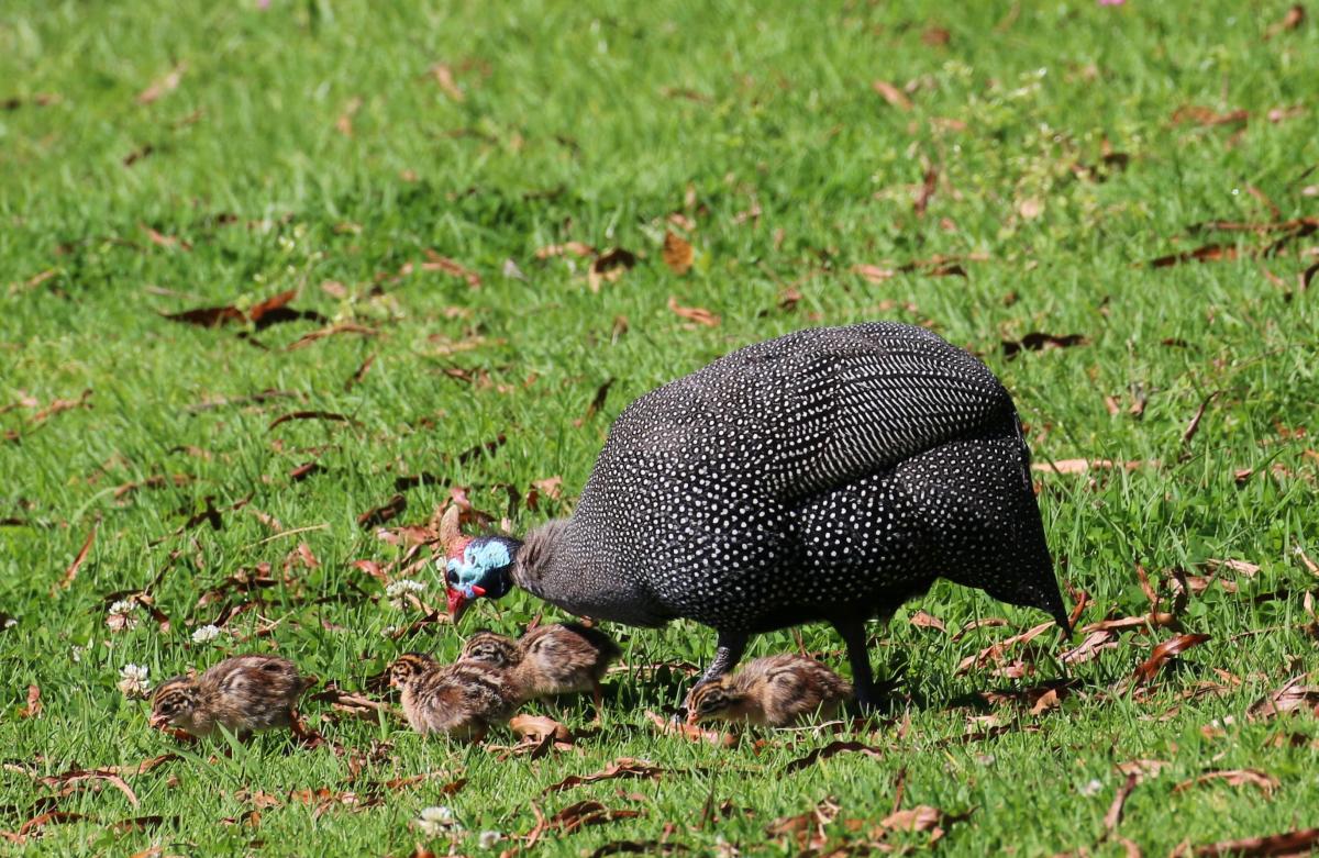 Guinea fowl with chicks barely visible in the grass