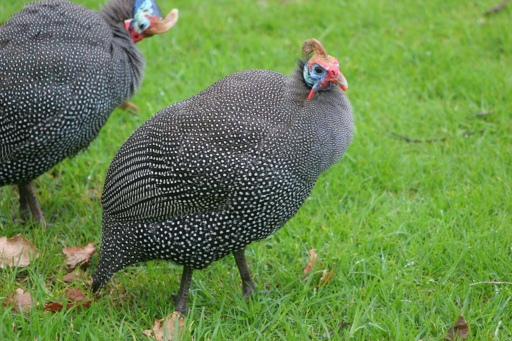 Guinea fowl in search of insects