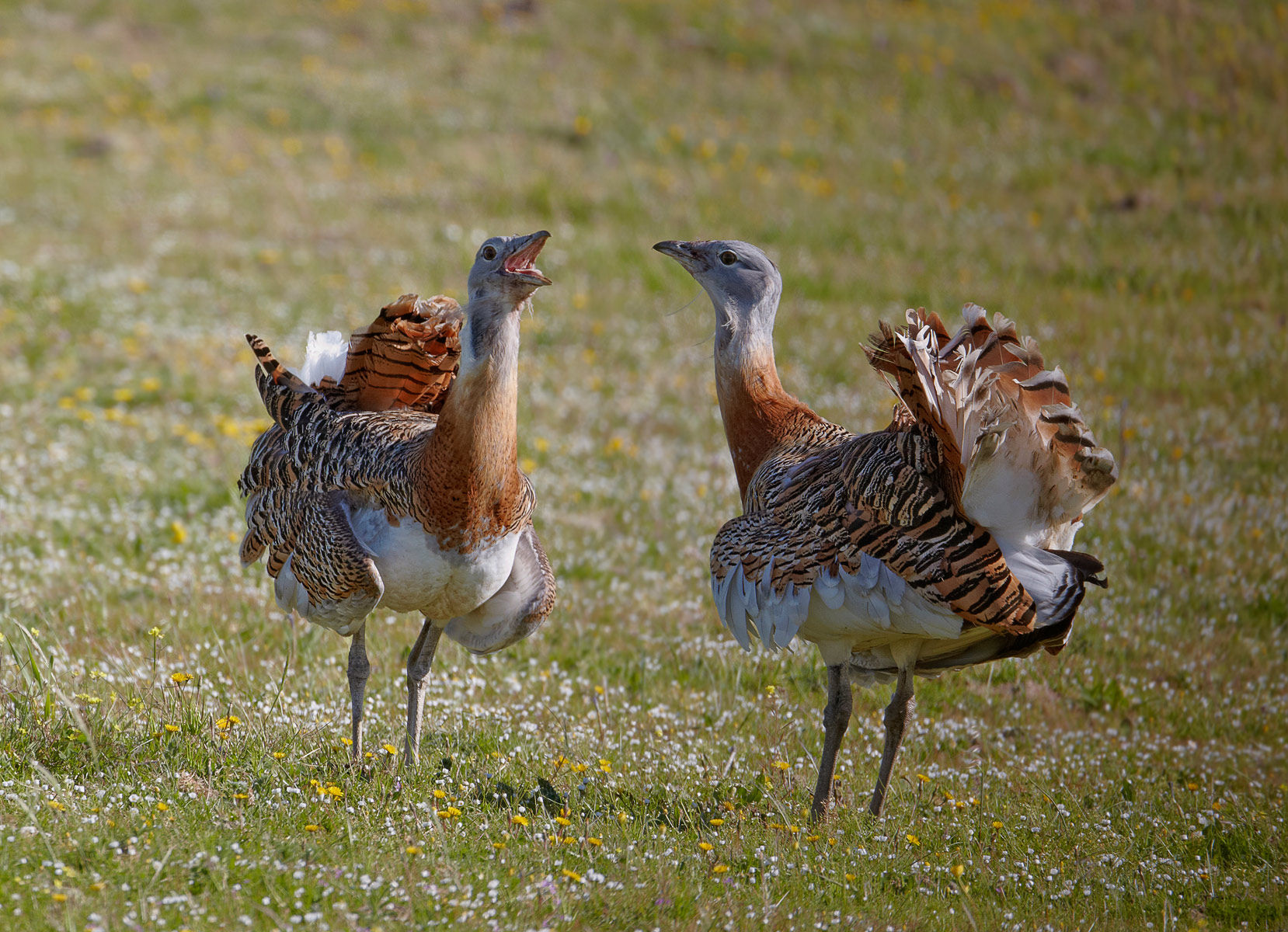Two bustards communicate