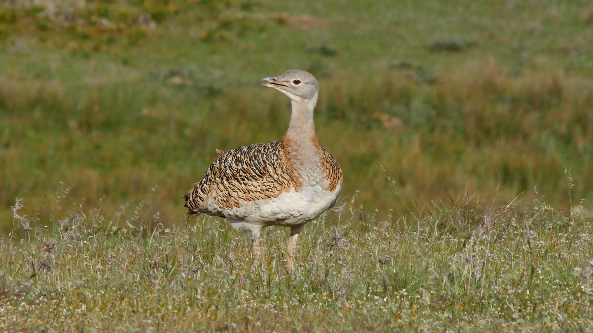 Young bustard a steppe