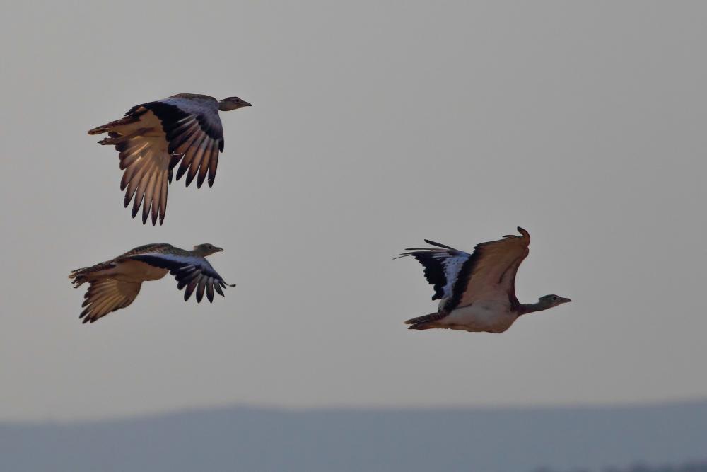 Three bustards are flying