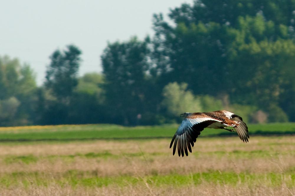 The bustard flies low over the field