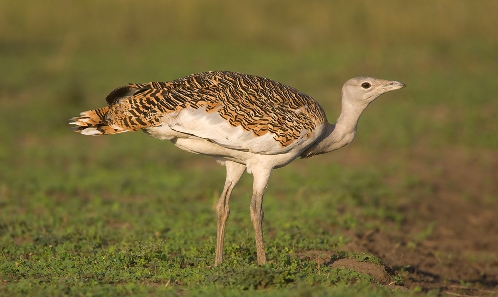 A bustard looking for food