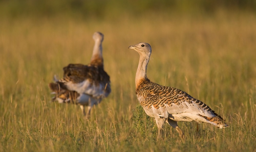 Two bustards in the steppe