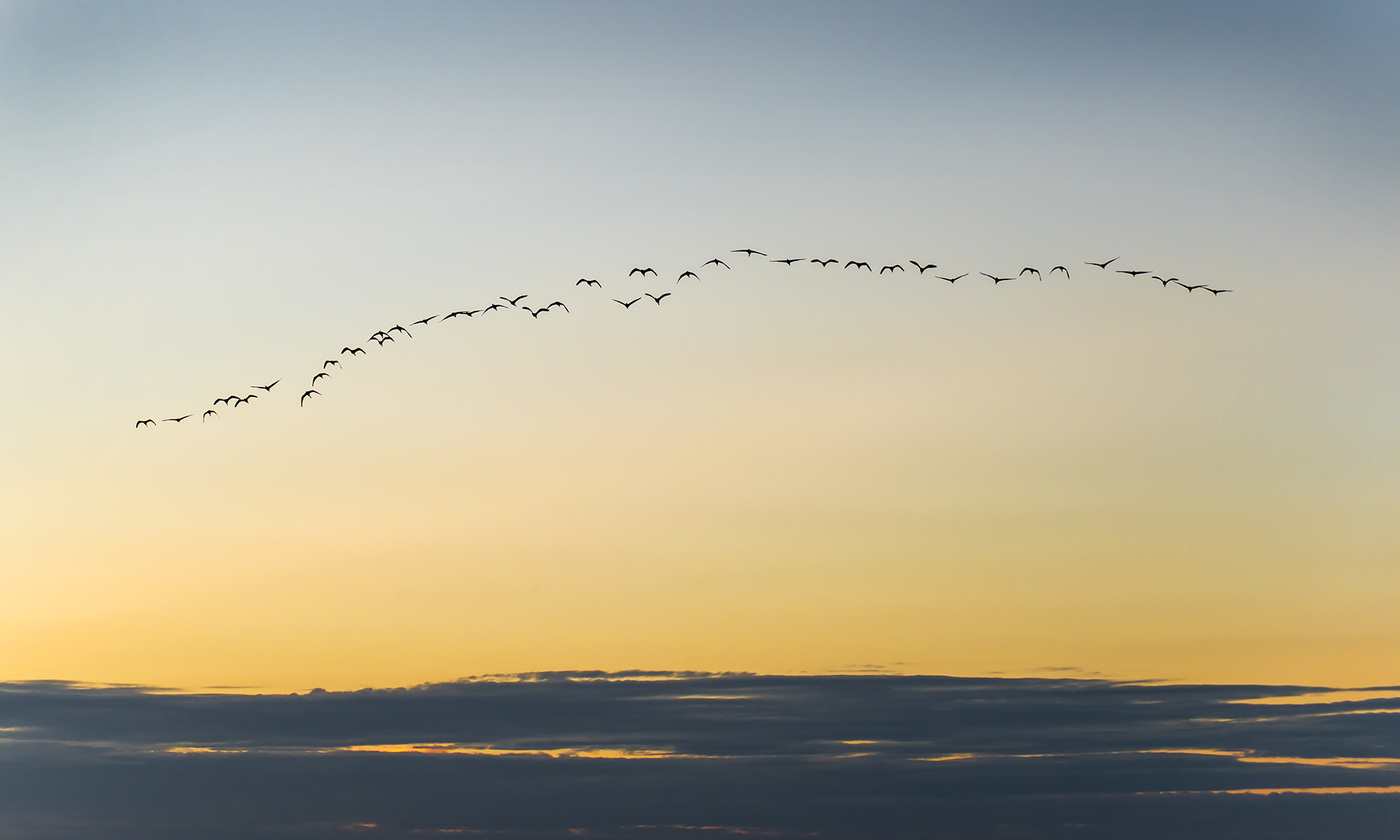 Flight of the flock of karavaek