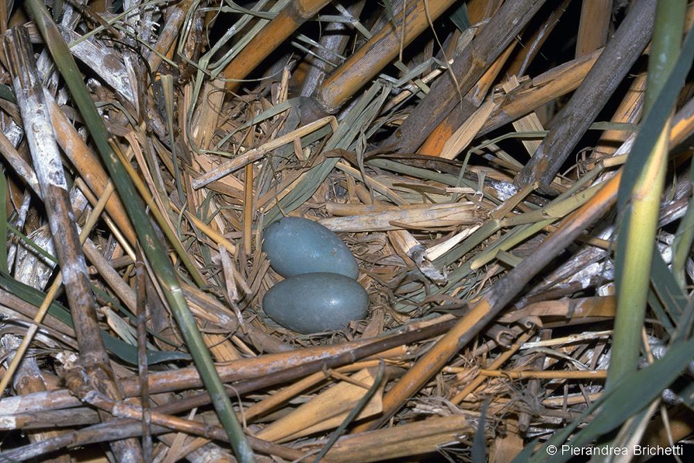 Two egg bow nest