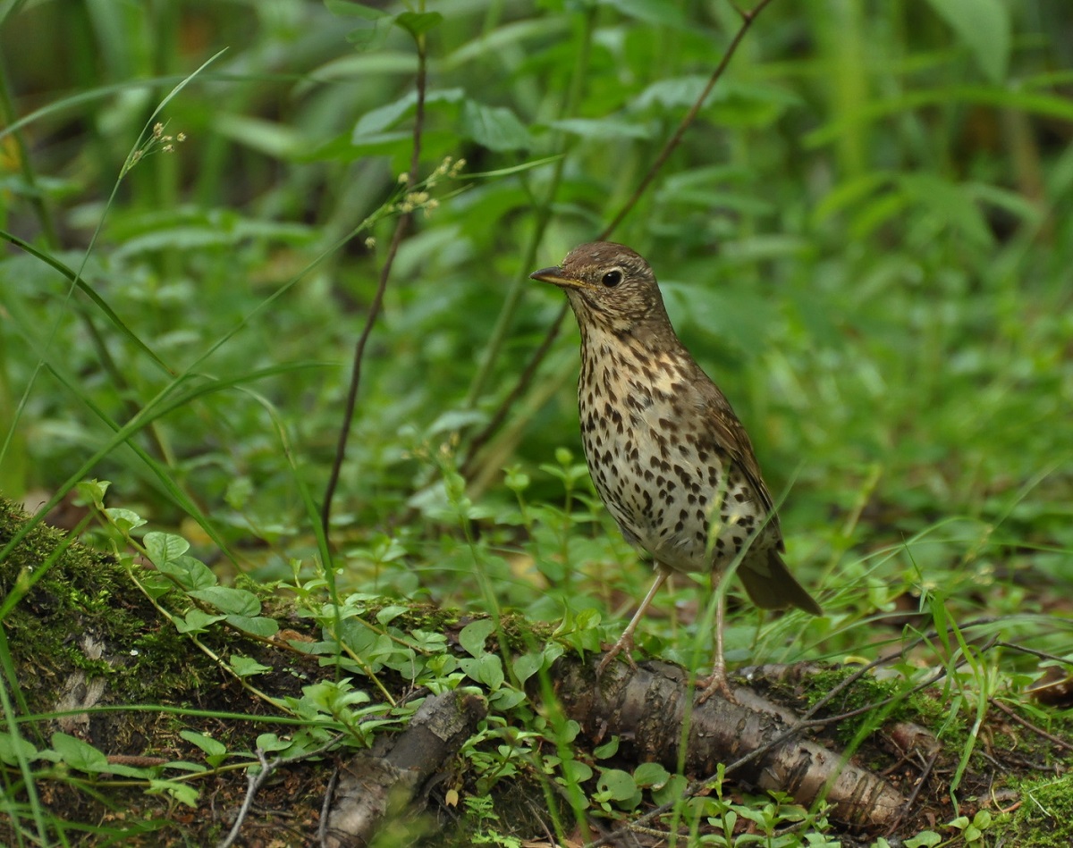 A thrush is much easier to hear by its characteristic voice than to see