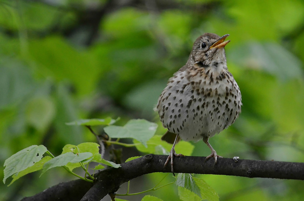 A song thrush sings on a tree branch